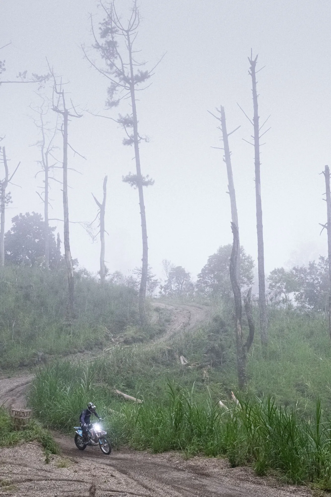 Kintamani Forest